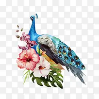 孔雀-空若网 孔雀-空若网