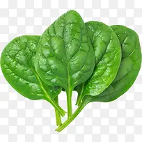 产品实物菜叶子-空若网 产品实物菜叶子-空若网