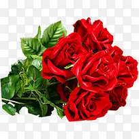 ������Ӱ��ɫ���޿��ŵ�õ�廨-������