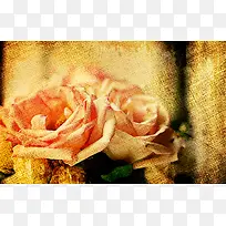 ���ŵ�õ�屳��-������