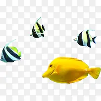 摄影海报海底世界鱼群-空若网 摄影海报海底世界鱼群-空若网