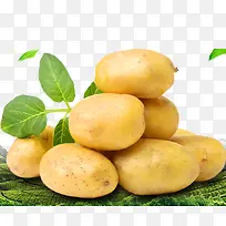 ������Ҷ�߲�-������