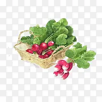 手绘蔬菜素材-空若网 手绘蔬菜素材-空若网