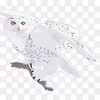 猫头鹰猛禽动物野生动物猫头鹰-空若网 猫头鹰猛禽动物野生动物猫头鹰-空若网