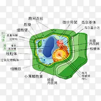 生物学细胞分解图-空若网 生物学细胞分解图-空若网