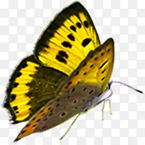 ϲӭ�����ɫ������-������