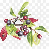 矢量图水果樱桃树莓-空若网 矢量图水果樱桃树莓-空若网