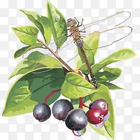 矢量图水果樱桃树莓-空若网 矢量图水果樱桃树莓-空若网