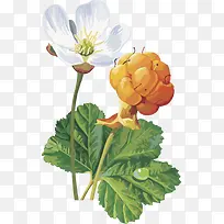 矢量图水果樱桃树莓-空若网 矢量图水果樱桃树莓-空若网