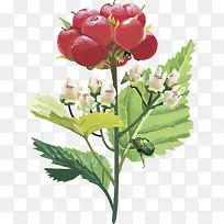 ʸ��ͼˮ��ӣ����ݮ-������