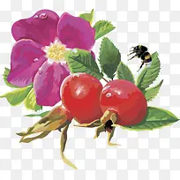 矢量图水果石榴-空若网 矢量图水果石榴-空若网