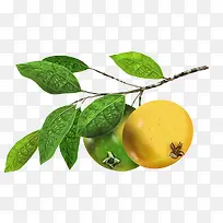 叶子果实柿子水果-空若网 叶子果实柿子水果-空若网