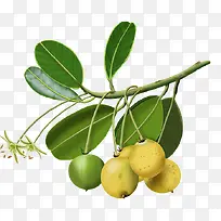 ˮ��Ҷ��-������