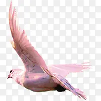 高清和平鸽造型翅膀设计-空若网 高清和平鸽造型翅膀设计-空若网