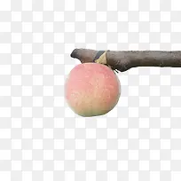 树枝桃子好吃-空若网 树枝桃子好吃-空若网