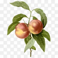 水果桃子-空若网 水果桃子-空若网