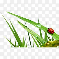 ������ɫֲ��ˮ������-������