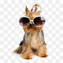 快乐的小狗-空若网 快乐的小狗-空若网