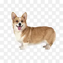 快乐的小狗-空若网 快乐的小狗-空若网