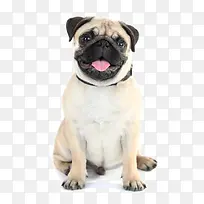 快乐的小狗-空若网 快乐的小狗-空若网