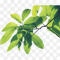 ������Ӱ��ɫ�ݱ�ֲ����Ҷ����-������