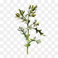 ֲ��С����������������ػ�Ұ��-������