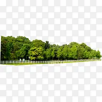 绿树青山植物大树-空若网 绿树青山植物大树-空若网