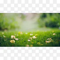 小清新草地落叶摄影图-空若网 小清新草地落叶摄影图-空若网