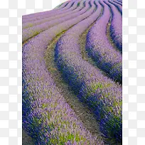 山坡上的薰衣草花海素材-空若网 山坡上的薰衣草花海素材-空若网