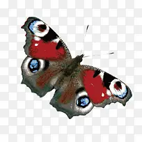 彩色蝴蝶-空若网 彩色蝴蝶-空若网