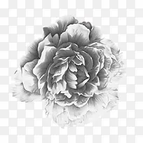 素描设计牡丹花-空若网 素描设计牡丹花-空若网