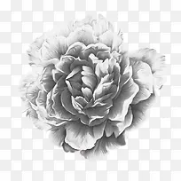 牡丹花素描设计-空若网 牡丹花素描设计-空若网