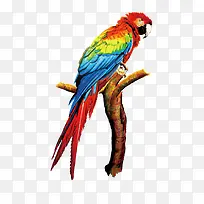 矢量鹦鹉-空若网 矢量鹦鹉-空若网