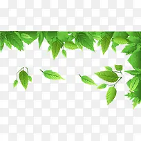 矢量叶素材-空若网 矢量叶素材-空若网