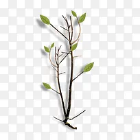 ��֦�ز�-������