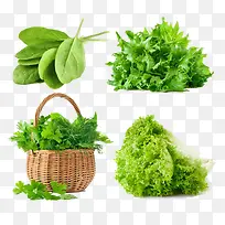 ÂÌÉ«Êß²Ë-¿ÕÈôÍø ÂÌÉ«Êß²Ë-¿ÕÈôÍø