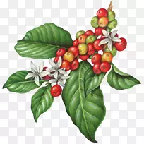 ¿§·È¶¹¿§·ÈÌü²èŨ¿§·ÈÖ²Îﻨ-¿ÕÈôÍø ¿§·È¶¹¿§·ÈÌü²èŨ¿§·ÈÖ²Îﻨ-¿ÕÈôÍø