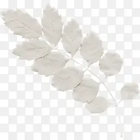 白草-空若网 白草-空若网