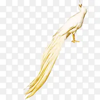 白色孔雀图-空若网 白色孔雀图-空若网