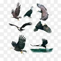 高清摄影捕食的老鹰-空若网 高清摄影捕食的老鹰-空若网