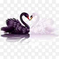 黑白天鹅爱心水面-空若网 黑白天鹅爱心水面-空若网
