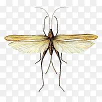 矢量蚊子-空若网 矢量蚊子-空若网