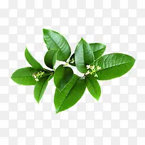 桂花-空若网 桂花-空若网