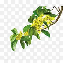 桂花-空若网 桂花-空若网