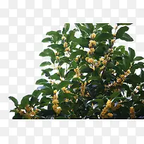 桂花-空若网 桂花-空若网