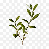 桂花开放-空若网 桂花开放-空若网