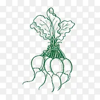 手绘大头菜设计素材-空若网 手绘大头菜设计素材-空若网