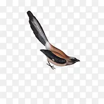 �ֻ�����ز�ͼƬ-������