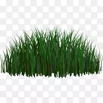 剪贴画-草-空若网 剪贴画-草-空若网