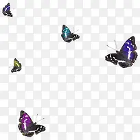 蝴蝶蓝色白点翅膀蝴蝶-空若网 蝴蝶蓝色白点翅膀蝴蝶-空若网